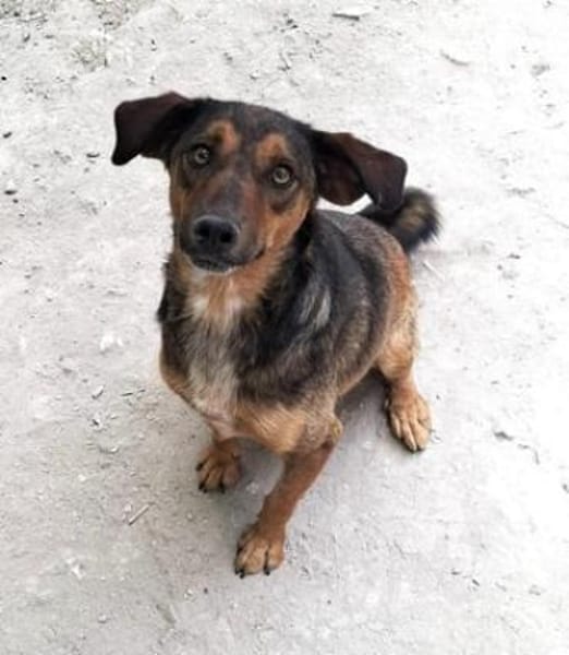 Alina ist eine fröhliche + tolle Hündin!