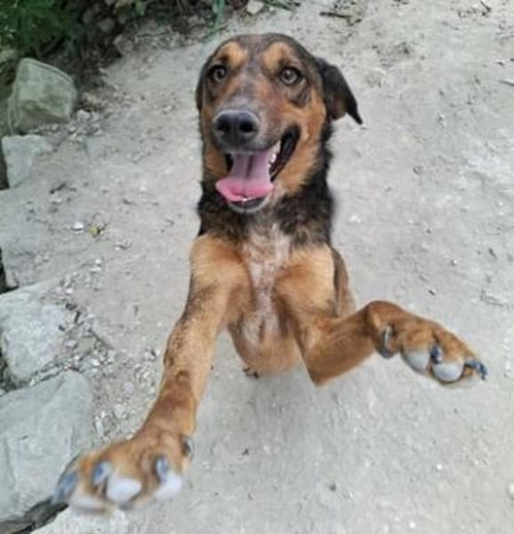 Alina ist eine fröhliche + tolle Hündin!