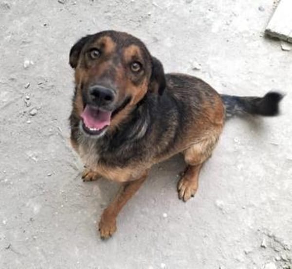 Alina ist eine fröhliche + tolle Hündin!