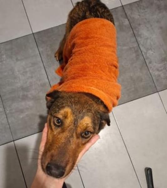 Alina ist eine fröhliche + tolle Hündin!