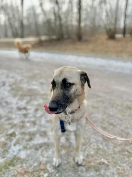 Sanfte Seele Emma ! Auf Pflegestelle