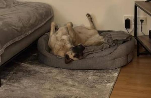 Sanfte Seele Emma ! Auf Pflegestelle