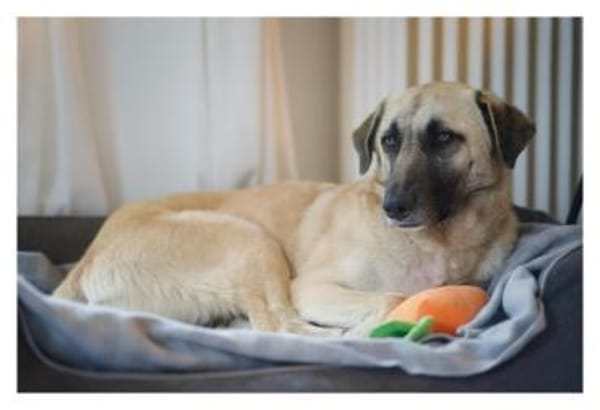 Sanfte Seele Emma ! Auf Pflegestelle