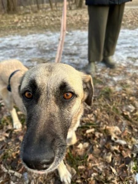 Sanfte Seele Emma ! Auf Pflegestelle