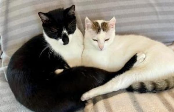 Iraklis, menschenbezogener Abenteurer, c