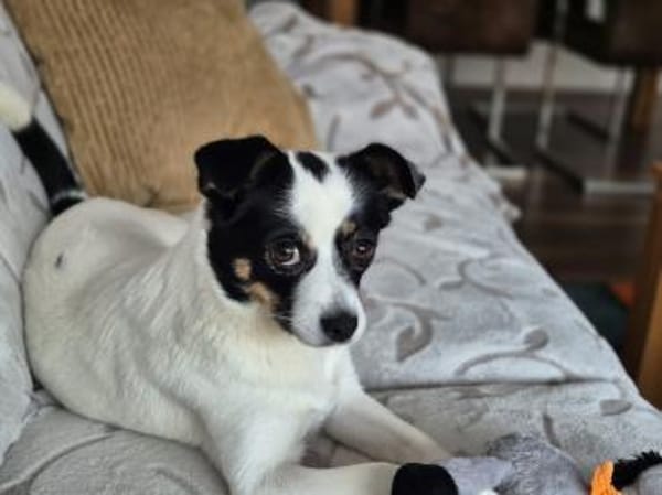 💕Buffy💕sucht ihre Menschen💕🐾