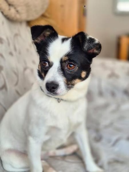 💕Buffy💕sucht ihre Menschen💕🐾