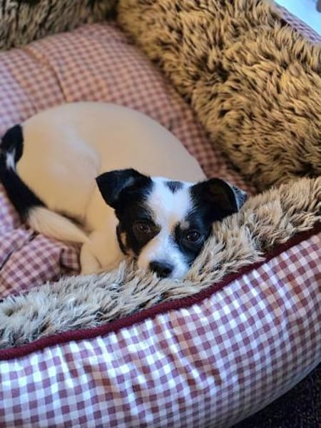 💕Buffy💕sucht ihre Menschen💕🐾