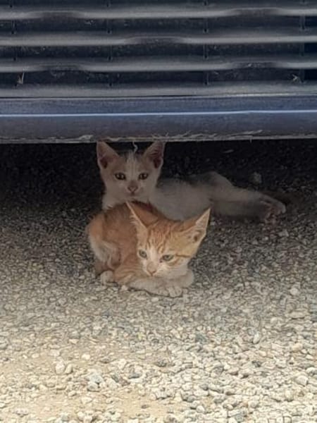 Kletterkatze Maverick sucht Zuhause!