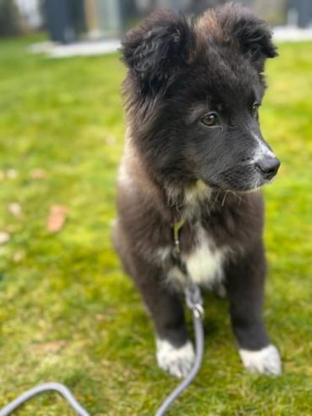 Mable sucht ihr Zuhause