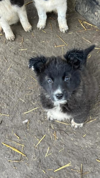 Mable sucht ihr Zuhause