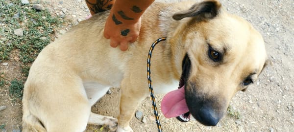 Margo ist ein ruhige Hundin