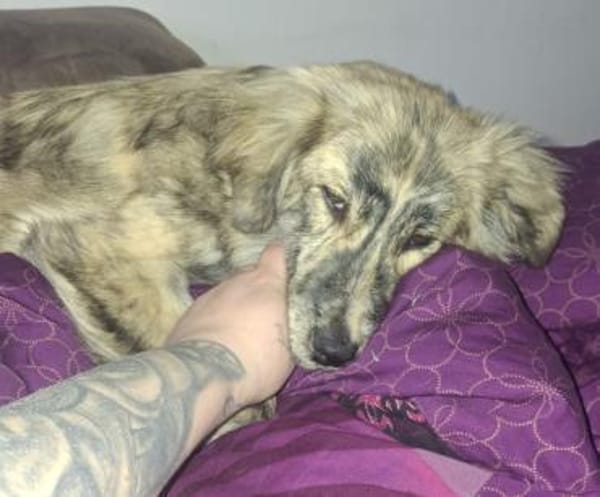 Der bildhübsche Cookie sucht ein Zuhause