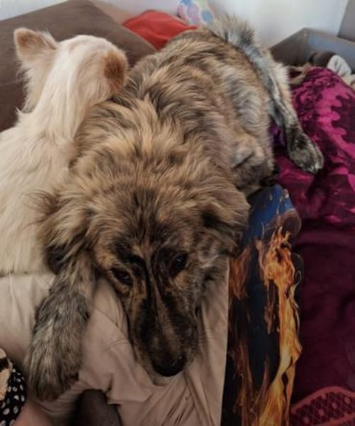 Der bildhübsche Cookie sucht ein Zuhause