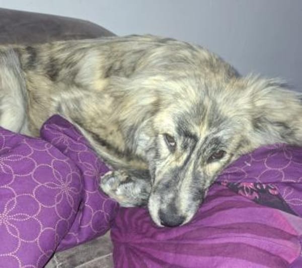 Der bildhübsche Cookie sucht ein Zuhause