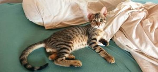 Verspielter Stevie sucht Zuhause