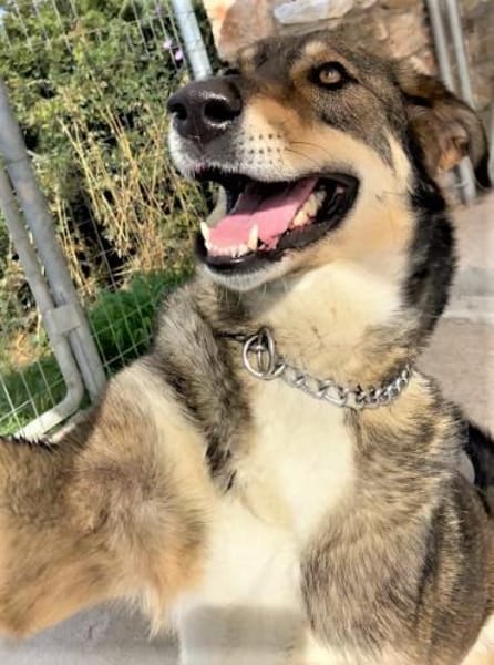 Verschmuster Caesar sucht Zuhause