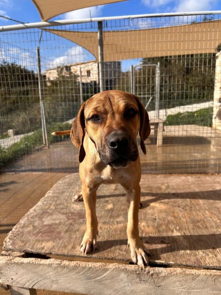 Mimika - einfach dankbar