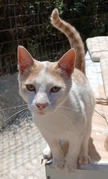 Süßer Buster sucht liebevolles Zuhause!