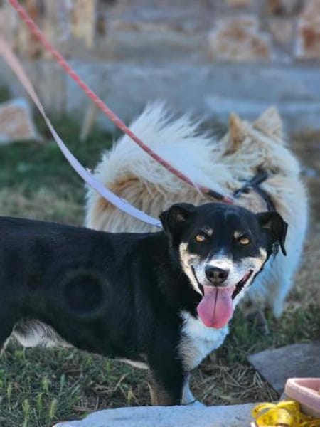 Ballverrückter Sparty sucht Zuhause