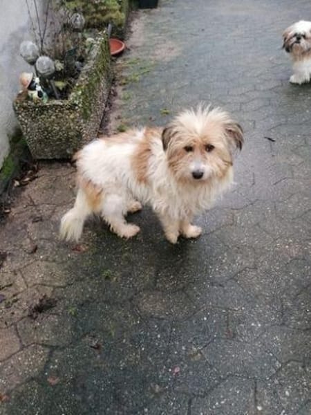 Sanfter Pufi möchte dein Herz erobern