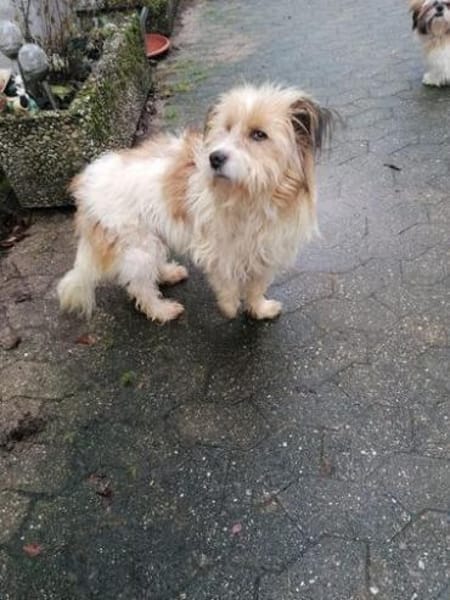 Sanfter Pufi möchte dein Herz erobern