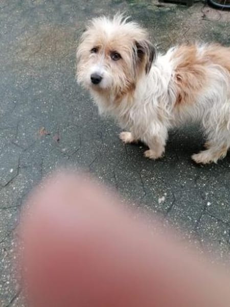 Sanfter Pufi möchte dein Herz erobern