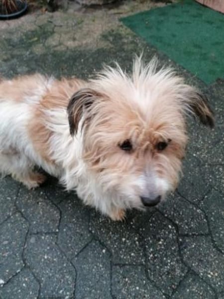 Sanfter Pufi möchte dein Herz erobern