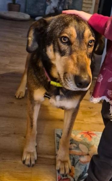 Sanfte Rosi sucht liebevolles Zuhause