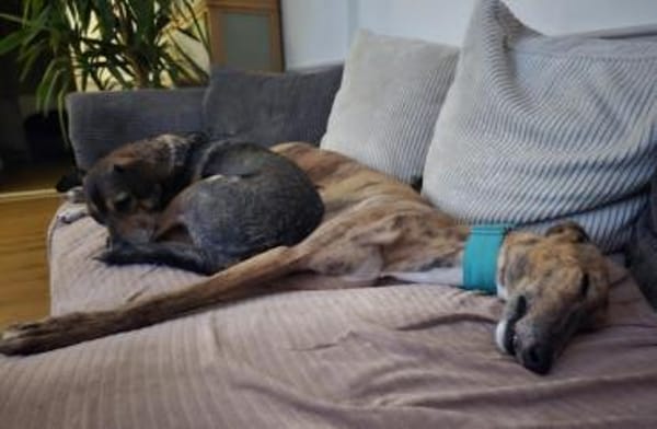 AKHIRO * angenehmer ruhiger Begleiter