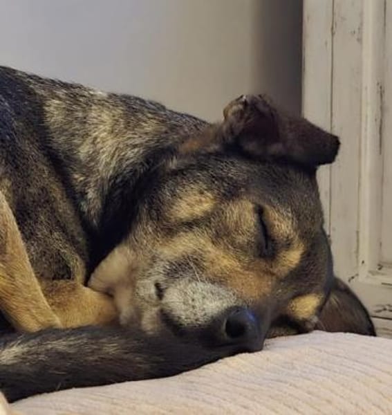 AKHIRO * angenehmer ruhiger Begleiter