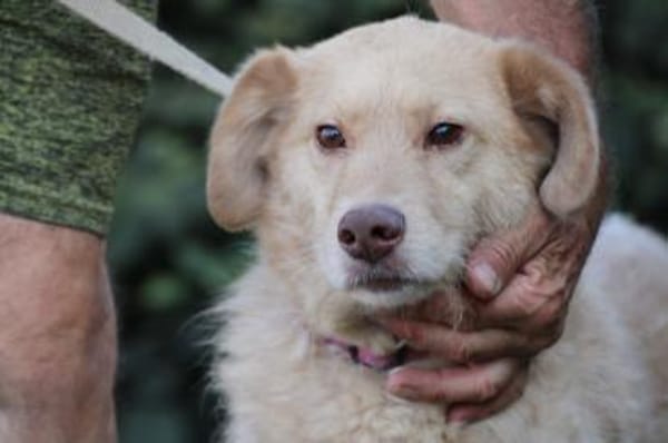 Diras - kinderlieber Familienhund