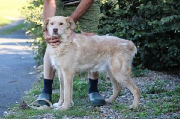 Diras - kinderlieber Familienhund