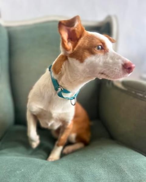 Tilia: Neugierige Podenga-Hündin