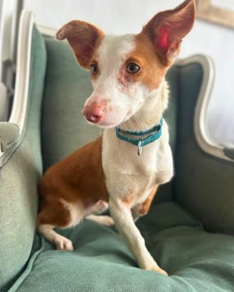 Tilia: Neugierige Podenga-Hündin