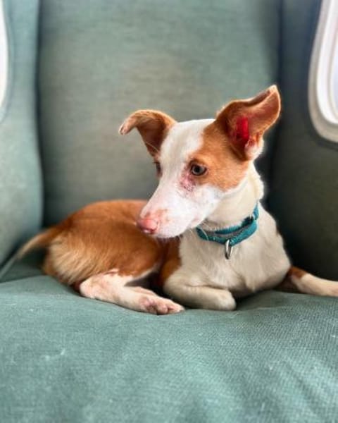 Tilia: Neugierige Podenga-Hündin