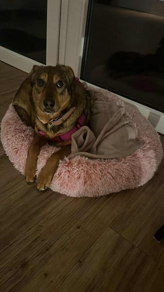 Sanfte Seele Jessy sucht ihre Familie