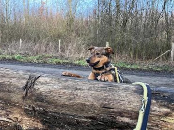 Sanfte Seele Jessy sucht ihre Familie