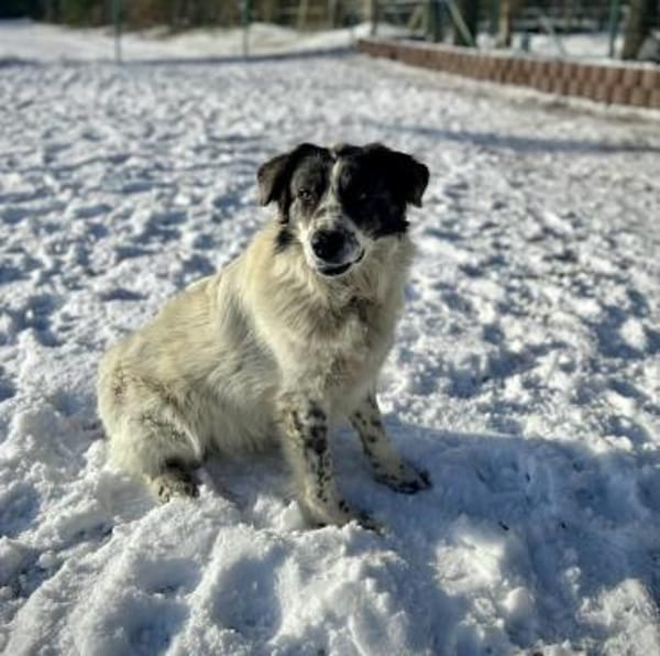 Dankbare Hedwig sucht ihre Menschen