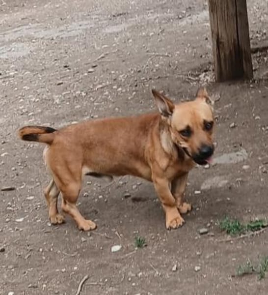 Pedro möchte seine Koffer packen