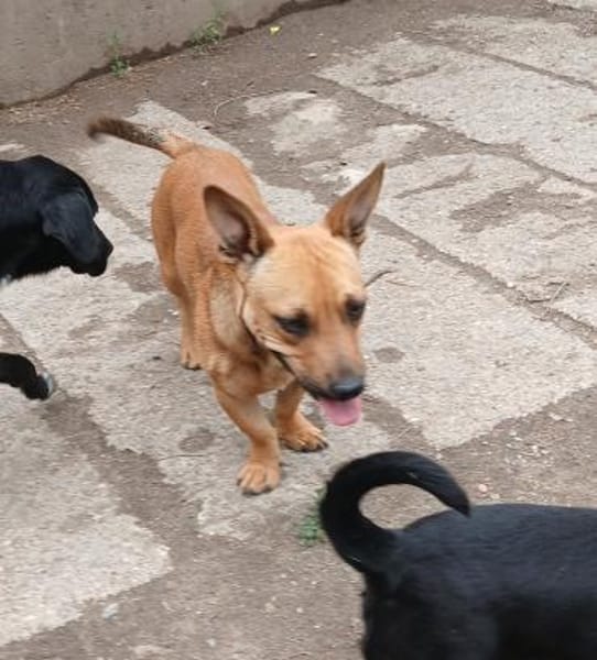 Pedro möchte seine Koffer packen