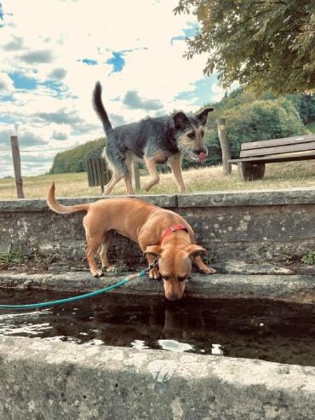 Luna ist ein Herzenshund