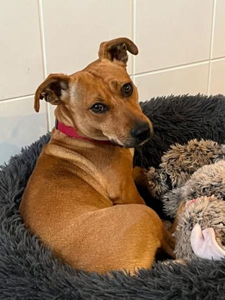 Luna ist ein Herzenshund