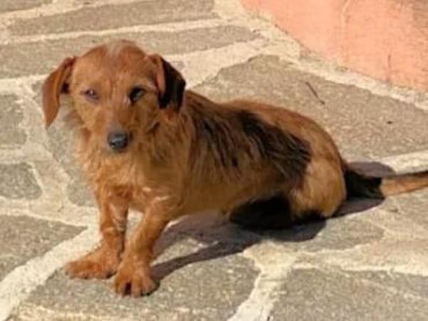 SARDEDDU - ab 02/26 auf PS in München