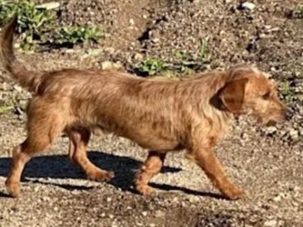 SARDEDDU - ab 02/26 auf PS in München