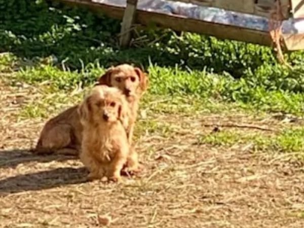 SARDEDDU - ab 02/26 auf PS in München