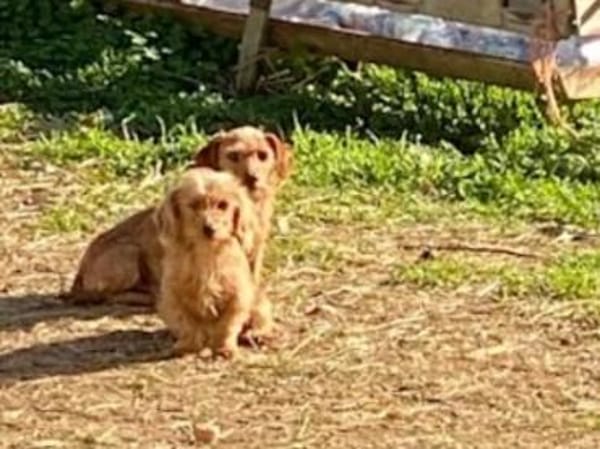 SARDEDDU - ab 02/26 auf PS in München