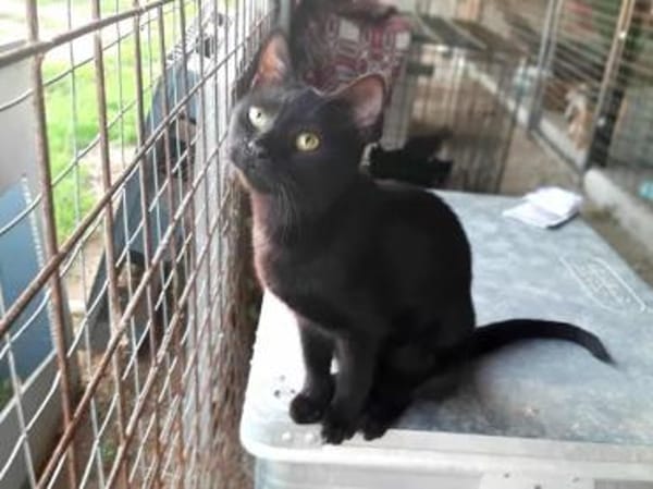 Lucy, verspieltes Katzenmädchen, ca. 7 M