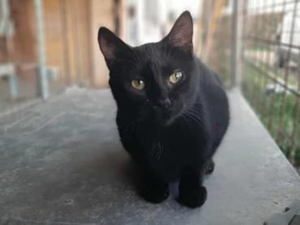 Lucy, verspieltes Katzenmädchen, ca. 7 M