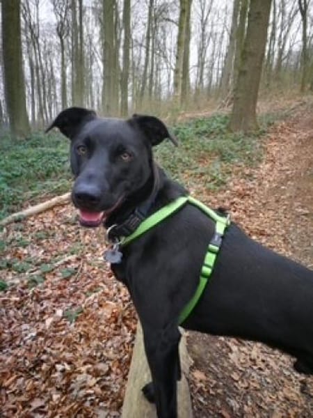 Koda sucht ein liebes Zuhause